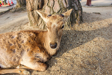 鹿の日向ぼっこ