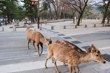 信号無視をする鹿