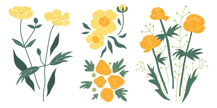 Buttercup and Globeflower. Yellow flowers. Summer illustration. Plant, leaves. Design for your brand. Vector hand drawn clipart on an isolated white background. Template for postcard, poster.