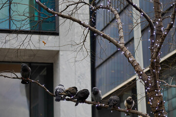 Pájaros reposando sobre una rama de un árbol decorado con luces de navidad en Nueva York
