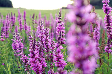Fototapeta premium Summer background: pastel meadow flowers on a meadow on a summer evening in the rays of the setting sun, bokeh, close-up