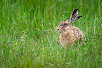 European Brown hare Lepus europaeus sitting in grass field