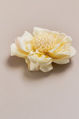 Candy on a flower. Spring concept. Food styling.