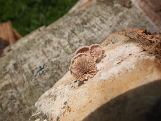 Fungus on wood