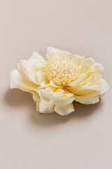 Candy on a flower. Spring concept. Food styling.
