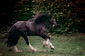Fototapeta na wymiar Shire Horse in Autum Light