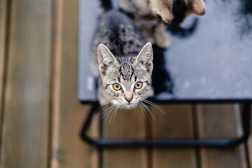 Portrait of a little cute gray striped kitten cat with bright yellow eyes looking straight at camera sitting on a table outdoor on a rainy day.