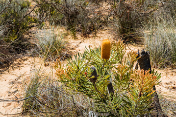 Australian bushland with green shrubs. Drought tolerant plants growing in arid, dry climate