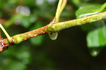 Water drop on stick