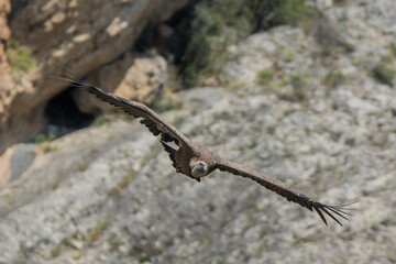 Vulture
Alas
Segovia