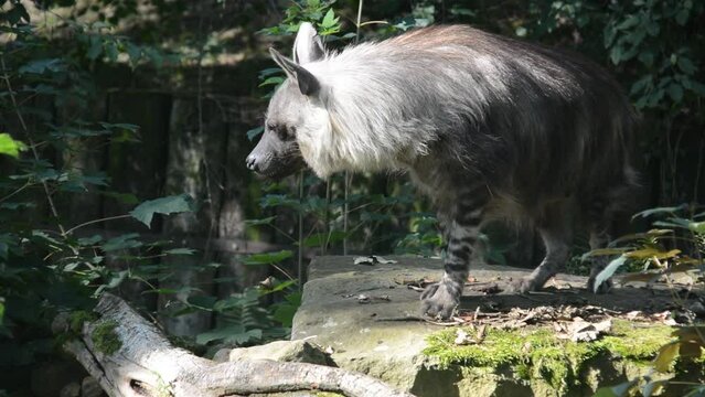 Brown hyena walks on green grass. Relaxing stock video footage.