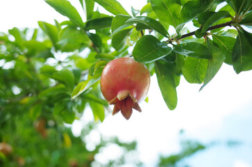 ザクロの実と空