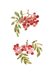 Decorative rowan winds to decorate greeting invitation cards - watercolor illustration
