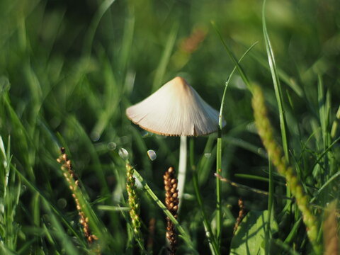 Conocybe apala - Conocybe &agrave; pied blanc