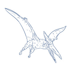 sketch of pteranodon dinosaur vector © Ilham