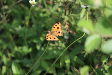 Cambodia. Junonia almana, the peacock pansy, is a species of nymphalid butterfly found in Cambodia and South Asia.