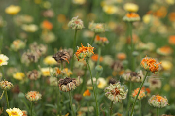 Colorful withered marigold blossoms (Calendula officinalis) and seeds in fall.