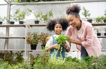 Mother and daughter  African American choosing parsley from vegetable and herb plant in plant shop  nursery greenhouse for weekend gardening and outdoor.Vacation activity for kids.