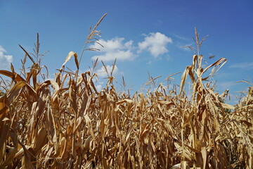 Corn crops damaged by drought