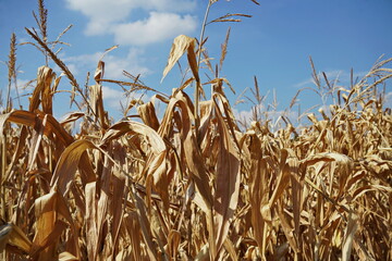 Corn crops damaged by drought - obrazy, fototapety, plakaty