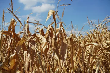 Rolgordijnen Corn crops damaged by drought © Mike Dot