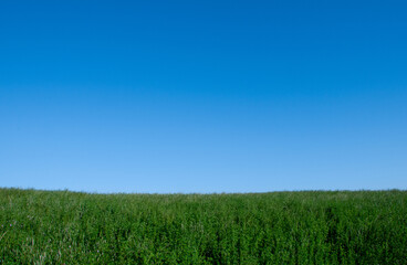緑と青い空が続く風景

