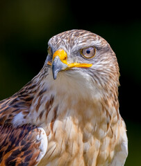 red tailed hawk