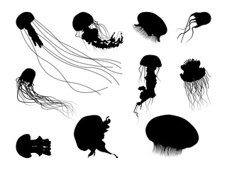 Jellyfish Silhouette