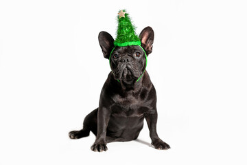 French bulldog sitting and looking at the camera. Dog with a Christmas accessory on his head on a white background. Isolated.