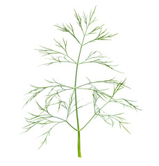 large sprig of green fresh dill isolated