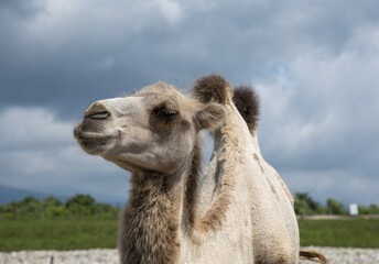 Portrait of a camel against a cloudy sky behind a wooden fence.