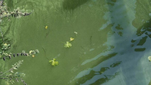 Canal infested with blue green algae