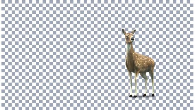Animal Deer on Alpha Screen Matte Background