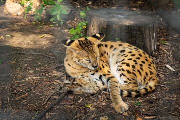A very beautiful colorful serval lies and washes. Serval in the zoo.
