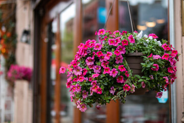 Fototapeta na wymiar Hanging Flower Pot Filled with Pink Flowers during Spring Outside a Restaurant in Greenwich Village of New York City