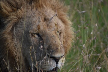 lion in the grass at maasai Mara 