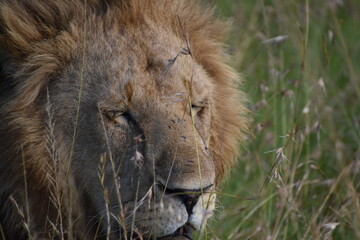 Fototapeta premium lion in the grass at maasai Mara 