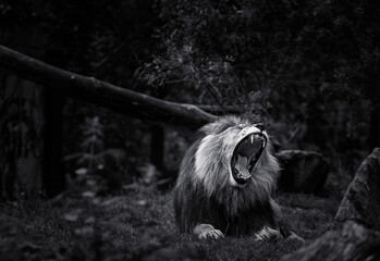 black and white picture of a yawning lion