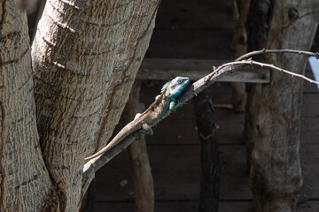 A blue chameleon perched on a branch.