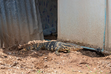 The monitor lizard walks on the ground near the white cement wall and metal sheet.