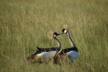 crowned crane balearica regulorum