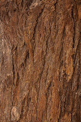 macro bark texture,The relief texture of the brown bark of the tree with green moss on it, the horizontal image of the bark texture reliefs the creative texture of the old oak bark.