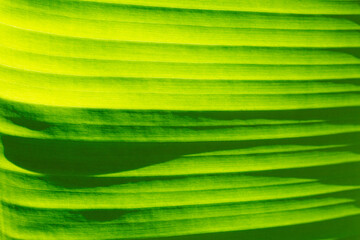 macro banana leaf texture,banana leaf background,Abstract of banana leaf background