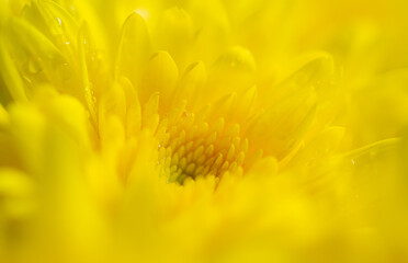 Yellow macro flower background,Yellow chrysanthemum petals macro shot 