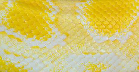 golden yellow python skin texture,close up view of golden python (Python bivittatus) skin...