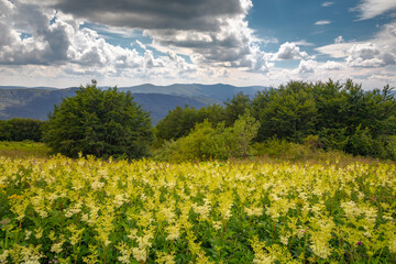 Obraz premium Summer views in the Bieszczady Mountains - views of the mountain ranges and lakes.
