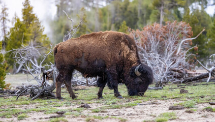 Bison eating grass in American Landscape. Yellowstone National Park. United States. Nature Background.