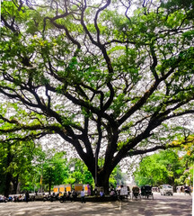 Obraz premium trees in the park