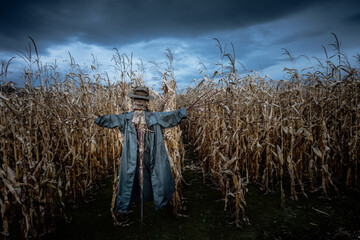 Scary scarecrow in a hat and coat on a evening autumn cornfield. Spooky Halloween holiday concept....