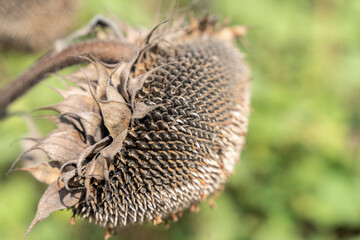 Dried ripe sunflower in the autumn field. Ripened dry sunflower ready for harvesting.